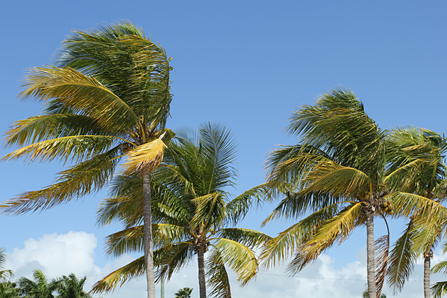 Winter trees in Key West